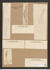 Diatomeae indet. Zeichnungen Sammlung Grunow Nr. 2833 (NHMW-BOT-W0370143)